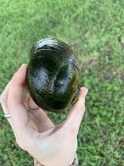 Pomacea maculata