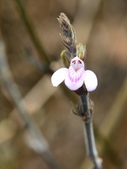 Justicia breviflora