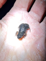 Cacosternum australis