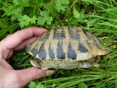 Testudo hermanni boettgeri