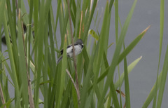 Sporophila albogularis