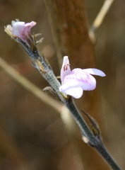 Justicia breviflora