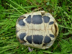 Testudo hermanni boettgeri
