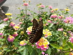 Papilio menatius victorinus