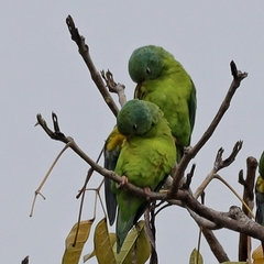 Brotogeris jugularis