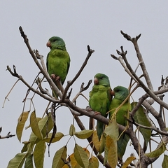 Brotogeris jugularis