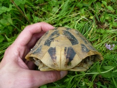 Testudo hermanni boettgeri