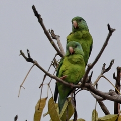 Brotogeris jugularis