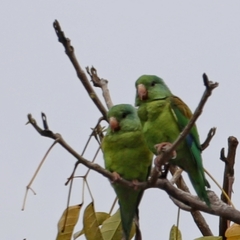 Brotogeris jugularis