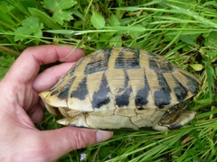 Testudo hermanni boettgeri
