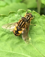 Helophilus neoaffinis