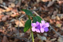 Ruellia breedlovei