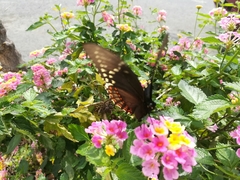 Papilio menatius victorinus