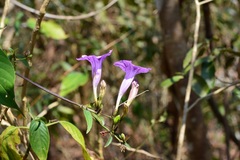 Ruellia breedlovei