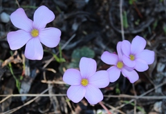 Oxalis eckloniana eckloniana