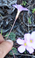 Oxalis eckloniana eckloniana