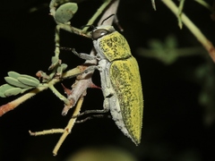 Gyascutus carolinensis