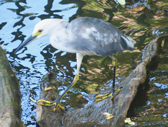 Egretta caerulea × thula