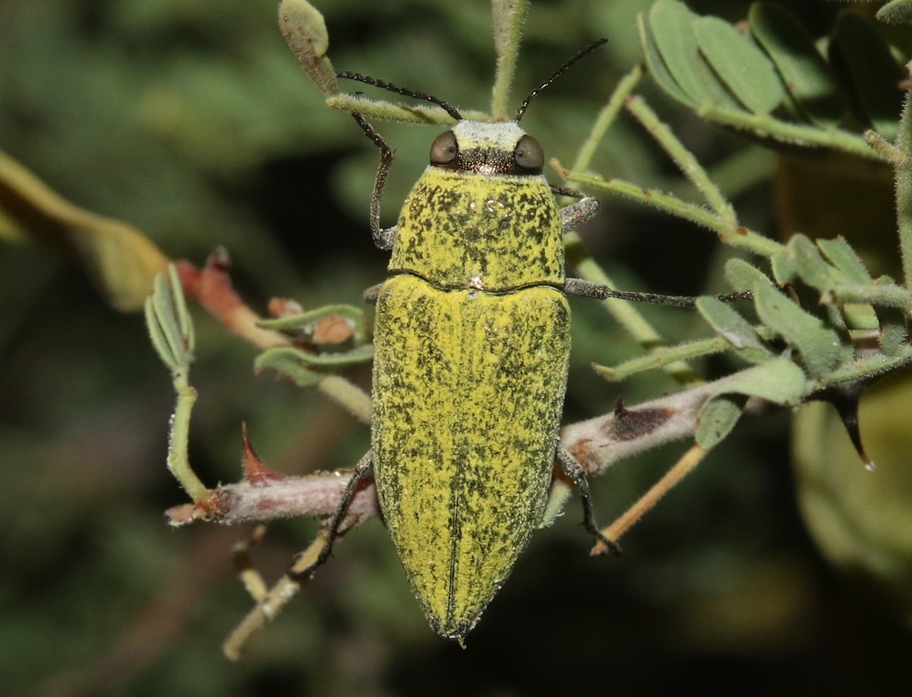 Gyascutus carolinensis