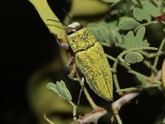 Gyascutus carolinensis