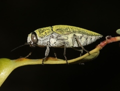 Gyascutus carolinensis