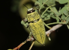 Gyascutus carolinensis