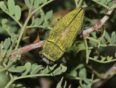 Gyascutus carolinensis