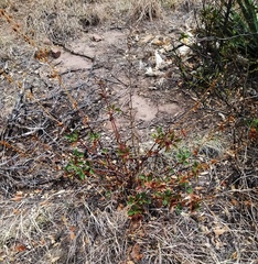 Penstemon pseudospectabilis