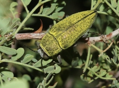 Gyascutus carolinensis