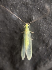 Chrysoperla carnea