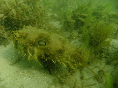 Chilomycterus antillarum