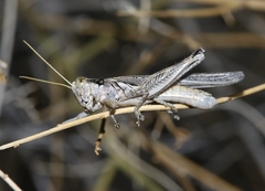 Melanoplus complanatipes