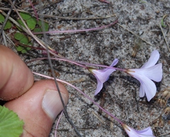 Oxalis commutata concolor