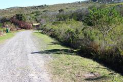 Oxalis commutata concolor
