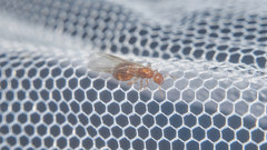 Crematogaster osakensis