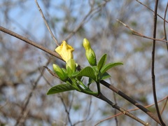 Tabernaemontana glabra