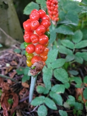Arum cylindraceum