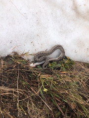 Vipera walser