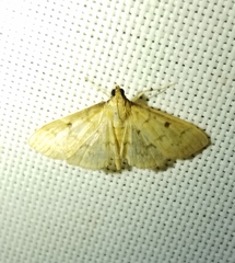 Herpetogramma fluctuosalis