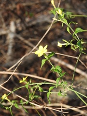 Haplophyton cimicidum