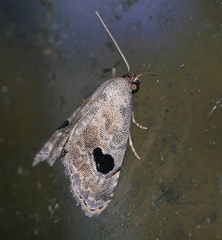 Abablemma duomaculata