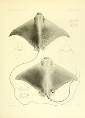 Mottled Eagle Ray photo 2