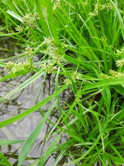 Cyperus fuscus