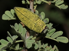 Gyascutus carolinensis