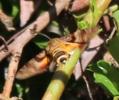 Macroglossum trochilus