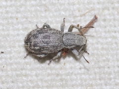 Eucyllus vagans