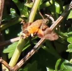 Macroglossum trochilus
