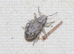 Eucyllus vagans