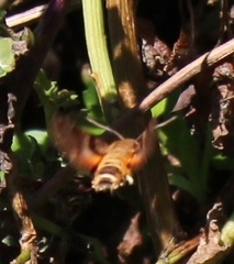 Macroglossum trochilus