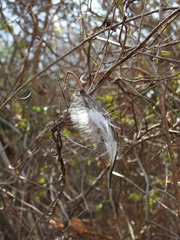 Matelea velutinoides
